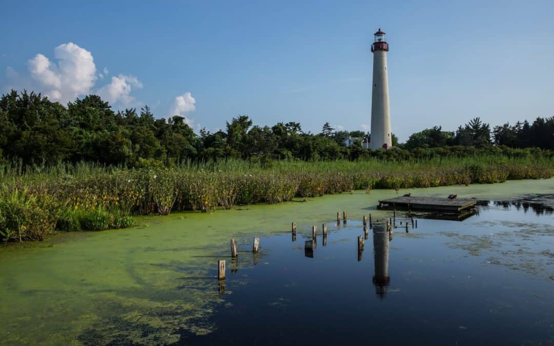 A tall lighthouse stands against a clear blue sky, surrounded by dense green vegetation and a body of water partially covered with algae in the foreground.