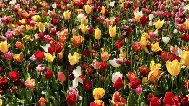 A vibrant field of tulips in various colors, including red, yellow, orange, white, and pink, densely packed together with green stems and leaves.