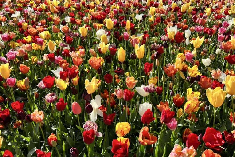 A vibrant field of tulips in various colors, including red, yellow, orange, white, and pink, densely packed together with green stems and leaves.